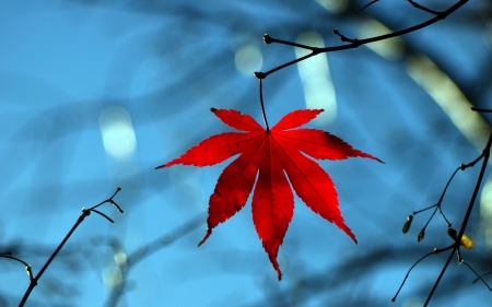 Red leaf - red, leaf, branch, blue, autumn