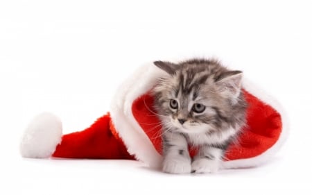 Christmas kitten - craciun, cat, hat, kitten, christmas, white, santa, red, animal, sweet, cute