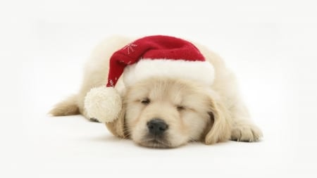 Waiting for Santa - red, animal, cute, golden retriever, sweet, puppy, sleep, white, hat, santa, dog