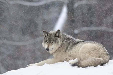 Wolf - wolf, animals, winter, nature, snow