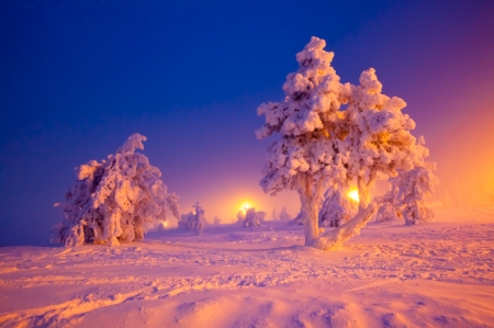 Winter - winter, landscape, trees, snow