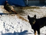 Turkey and A Dog