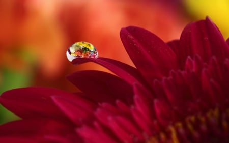 Beauty - drop, red, flower, macro