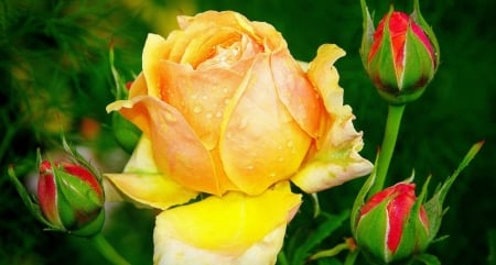 Yellow Rose - flowers, rose, yellow, buds