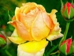 Yellow Rose