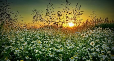 Summer Sunset - nature, flowers, sunset, bloom