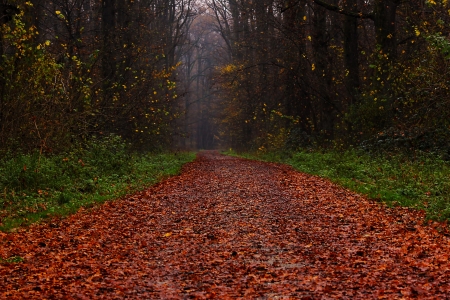 Forest Path - leaves, nature, path, trees