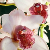 Orchids