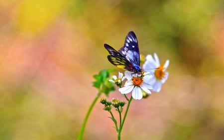 Colorful Butterfly - wings, blossoms, flower, petals, insect