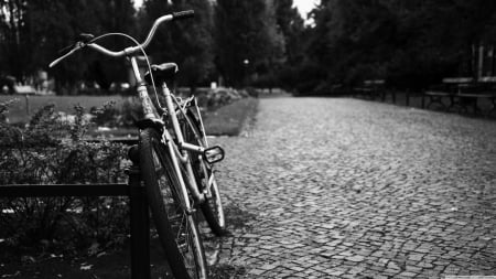 life goes on - tree, road, fence, bicycle