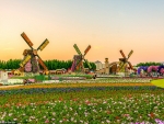 DUBAI FLOWER GARDEN