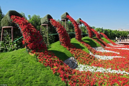 DUBAI FLOWER GARDEN - flowers, garden, nature, pretty