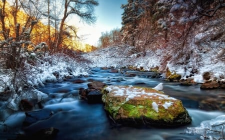 Lake Forest - nature, lake, trees, forest, winter, moss