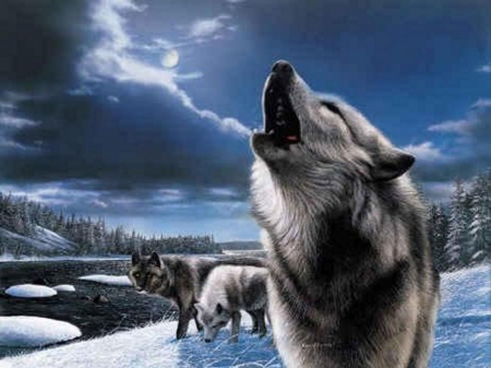 Winter Wolves - snow, winter, animal, wolves