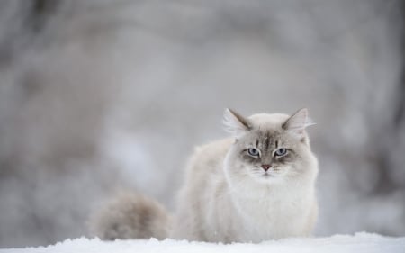 Cat - white, cat, snow, winter, animal