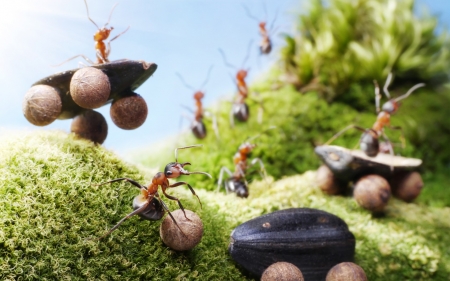 Inovation - creative, fantasy, ant, car, funny, green, lolita777, situation, insect