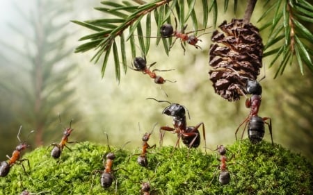 Another one for Christmas decoration - deco, fir, creative, christmas, fantasy, ant, funny, green, lolita777, situation, insect, pine cone, needles