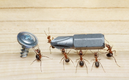 Right here! - funny, creative, fantasy, wood, ant, nit, situation, insect, lolita777