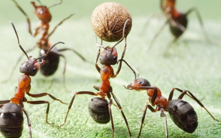 Basketball - basket, funny, creative, fantasy, ant, situation, green, insect, lolita777, nut