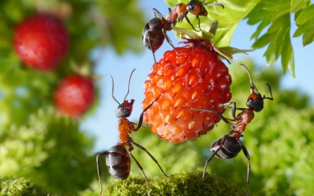 Delice - strawberry, food, creative, sweet, fantasy, ant, red, green, lolita777, macro, fruit, situation, insect