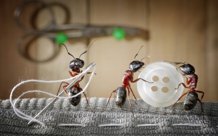 Tailoring - button, funny, creative, fantasy, tailoring, white, ant, situation, insect, lolita777