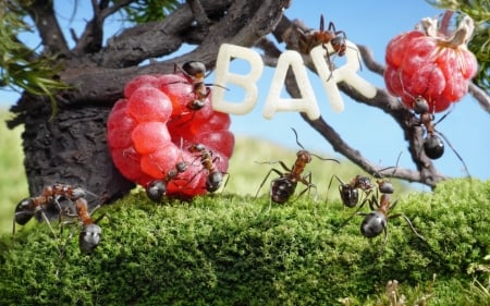 Bar for ants - blue, creative, bar, fantasy, ant, funny, red, green, raspberry, lolita777, fruit, situation, insect