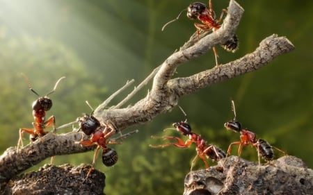 Working hard - wood, ant, situation, branch, insect, lolita777, green, creative