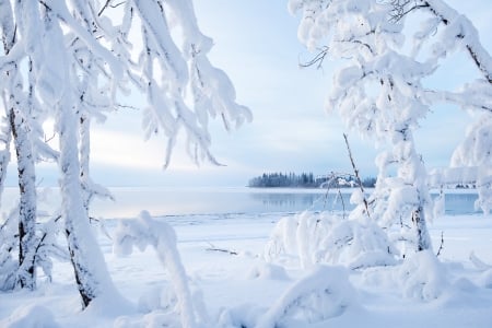 Winter - branches, lake, trees, snow, winter