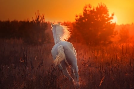 Horse - nature, beauty, sunset, horse