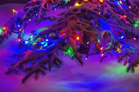 Christmas Lights - photo, lights, winter, christmas