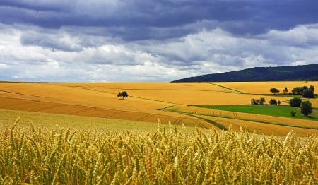 Landscape - field, trees, corn, clouds