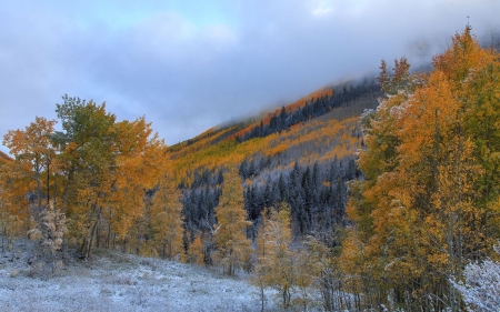 First snowfall on the forest - autumn, fall, forest, snow, winter, tree