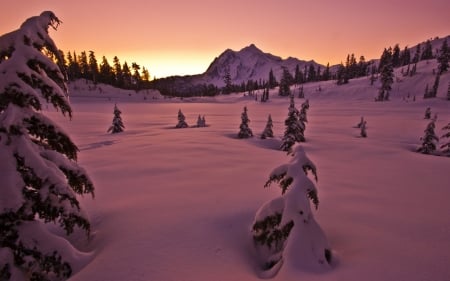 Winter Mountains - fir, snow, winter, mountains, snowy, pine trees