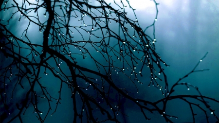 Winter rain - landscape, branch, rain, winter, wallpaper, hd, nature, dark, tree, twigs, drops, scene