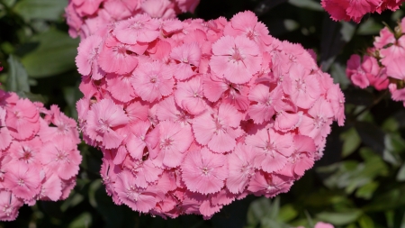 Dianthus - rose red, caryophyllales, pink, dianthus, caryophyllaceae, flowers, nadeshiko, caryophyllidae, flower