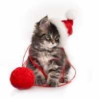 Christmas Kitten