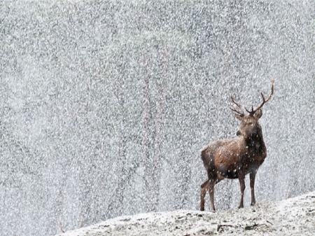 Deer - Winter, Snowing, Snow, Deer