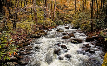 Chicago Creek - fun, river, nature, forest, cool