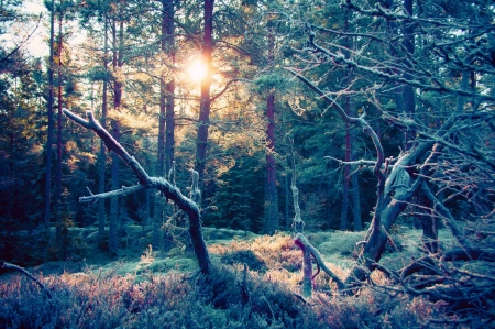 sunset in Sweden - sweden, forest, cool, fun, sunset, nature