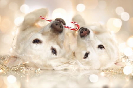 ღ❤ღ - Holidays, Dog, Animal, Christmas animals, Christmas