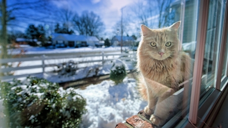 Snowcat - winter, nature, landscape, snow, sunshine, fence