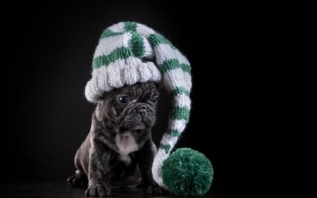 French bulldog - funny, animal, cute, black, puppy, french bulldog, white, hat, dog, green