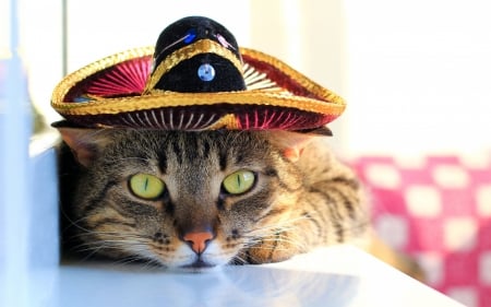 Cat - animal, summer, hat, cat