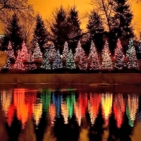 Christmas Trees Reflection