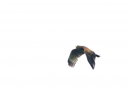 Harris Hawk - Stockley Farm, Harris Hawk, Flight, Hawk