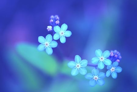 	â™¥Forget  me  Notâ™¥ - flowers, forget me not, blue, flower