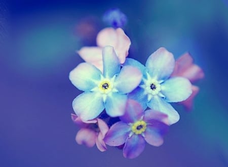 Forget me Not - forget me not, flowers, flower, nature