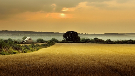 golden field in gloucestershireengland - trees, wheat, mist, field, golden, farm