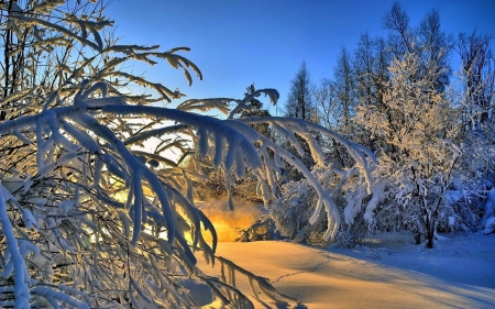 Winter Sunset - trees, branch, winter, sunset, nature