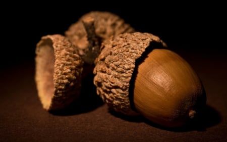 acorn - acorn, nut, shell, fruit